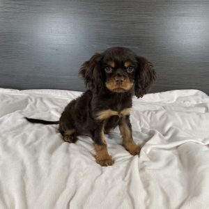 Cavalier King Charles and Cavapoos